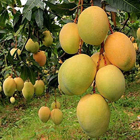 Mango Alphonso(Grafted) - Fruit Plants & Tree