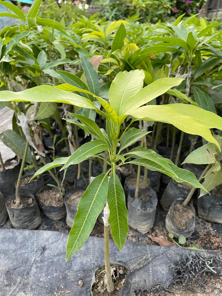 Grafted Amrapalli Mango Plant for Sale Online | Buy Mango Plant