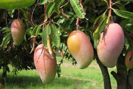 Grafted Amrapalli Mango Plant for Sale Online | Buy Mango Plant