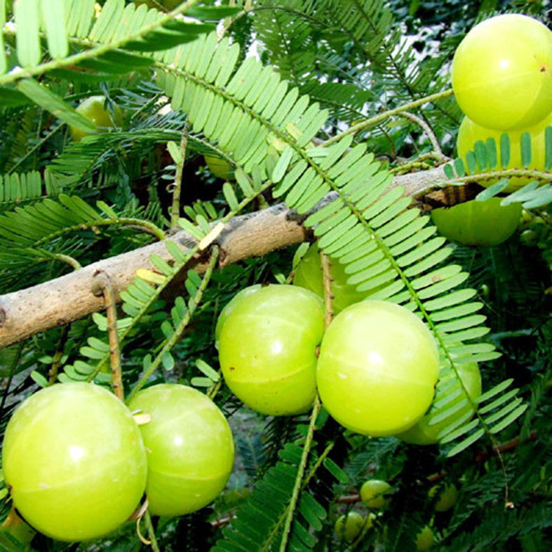 Amla Banaras(Grafted) for Sale Online - Fruit Plants