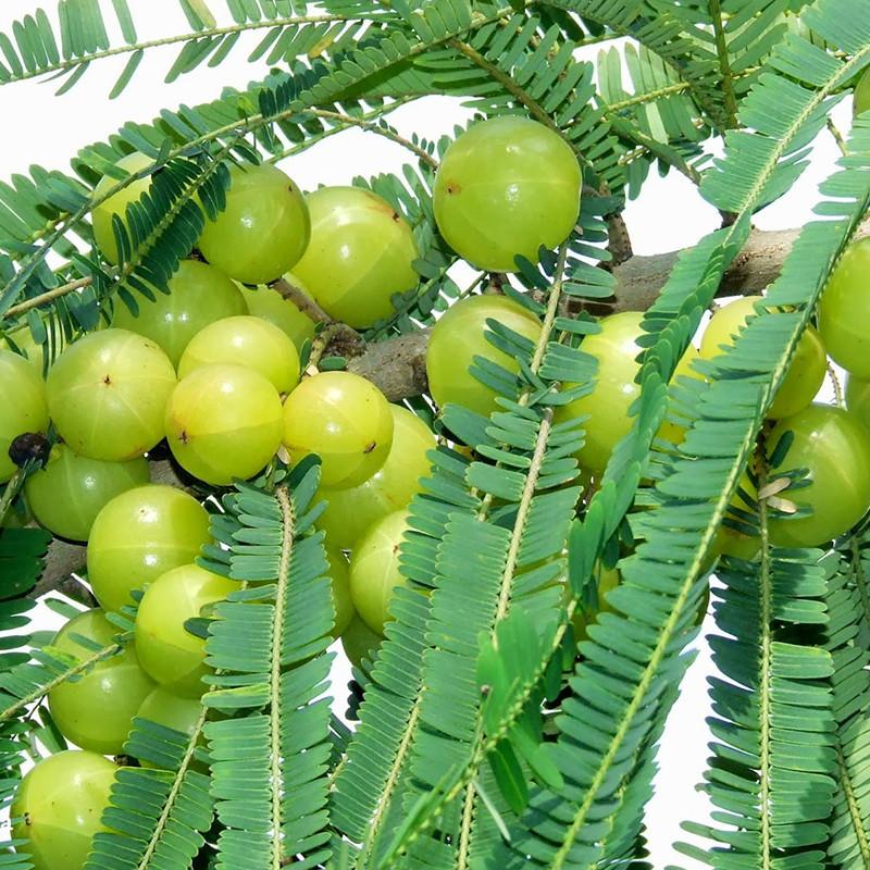 Amla Banaras(Grafted) for Sale Online - Fruit Plants