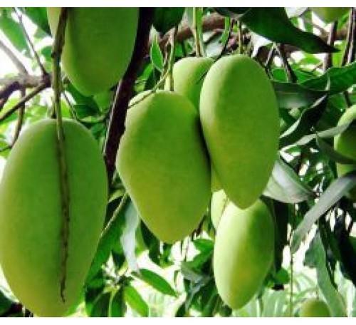Amrapali Mango Plant for Sale Online | Buy Amrapali Mango Tree