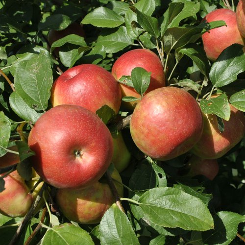 Tropical Anna Apple Plant for Sale Online | Anna Apples Tree | Hot Climate Varieties