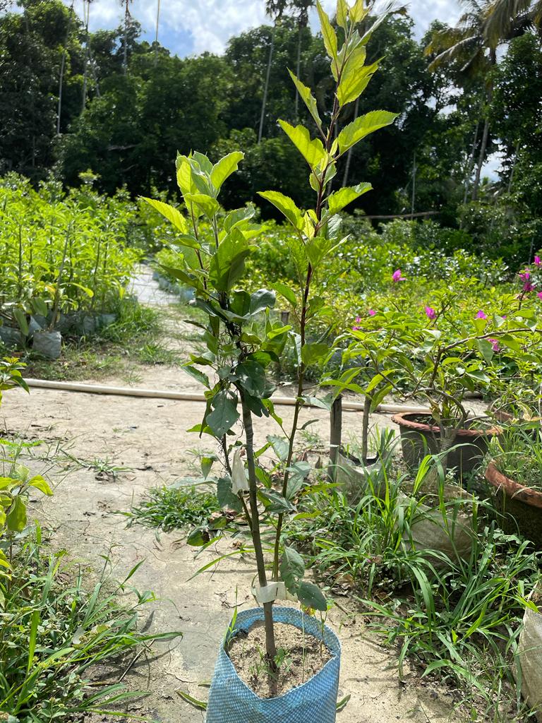 Anna apple tree rooted live plant no outlet soil