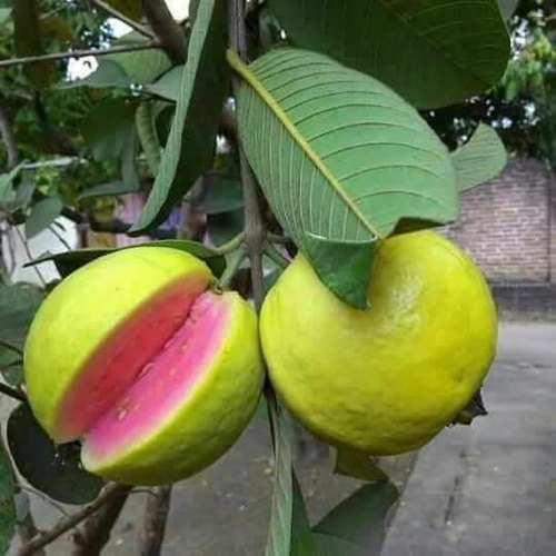 Arka kiran guava | Buy arka kiran guava plant | Arka kiran guava plant cost near me online | Cost of Guava plant with Pink flesh & soft seeds