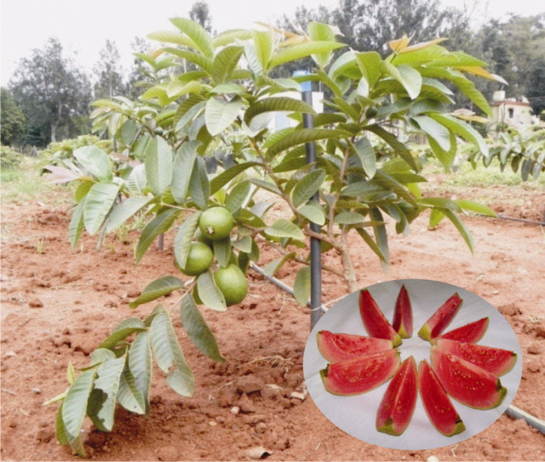 Guava Arka Kiran(Pink flesh&soft seeds) - Fruit Plants