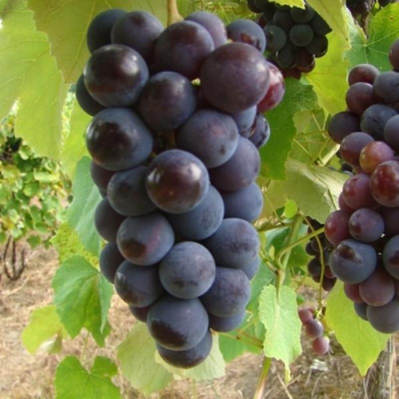 Black Grape Plants for Sale | Buy Black Grapes Plant Online | Hybrid Angur Plant