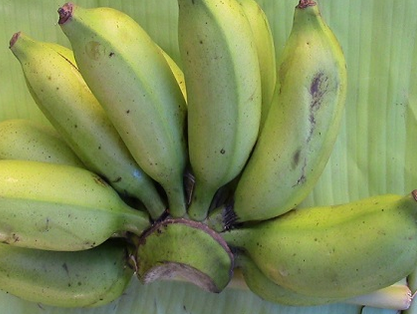 Chakkrakeli Banana Plant for Sale | Buy Banana Tree Online | Fruit Plants Near me