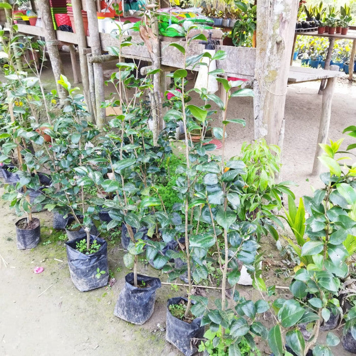 Camellia Plants for Sale | Buy Camellia Online | Camellia Flower Plant for Sale