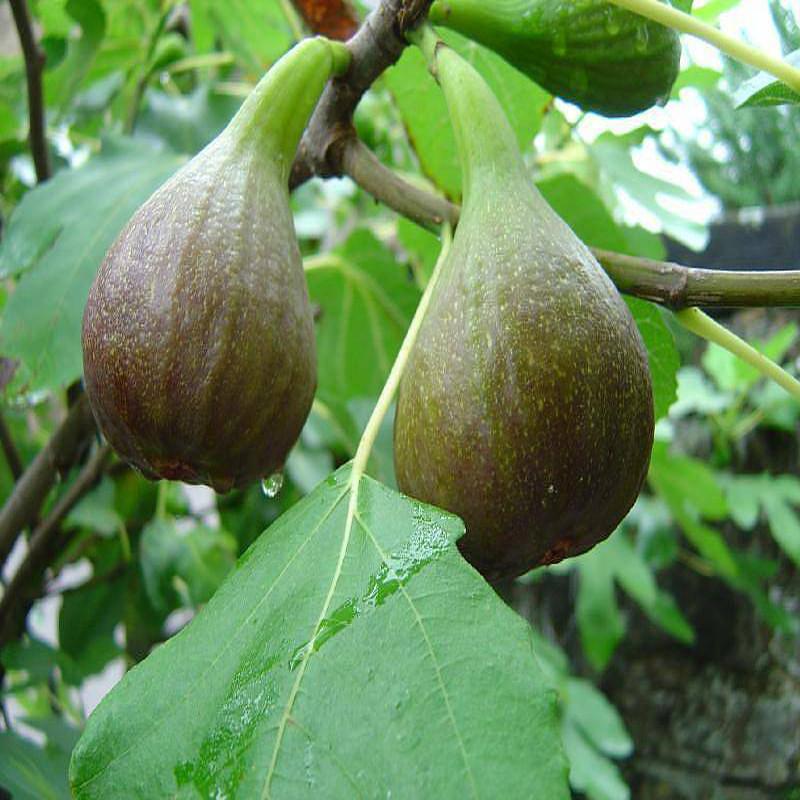 Anjura Tree for Sale | Buy Big Leaf Anjura Plant Online | Anjura Fruits ...