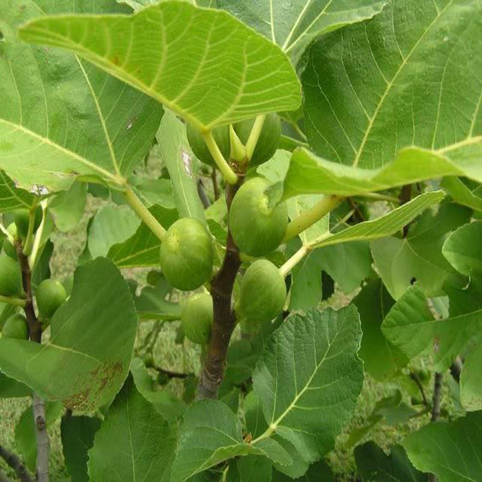 Big leaf Anjura - Fruit Plants & Tree