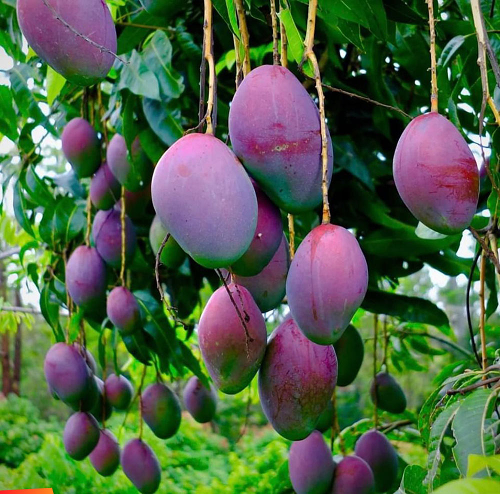 Black Mango Plant for Sale | Buy Mango Atkins Online | Tommy Mango for Sale