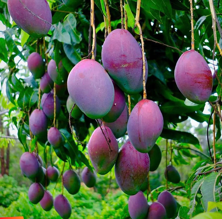 Black Mango / Mango Tommy Atkins - Fruit Plant