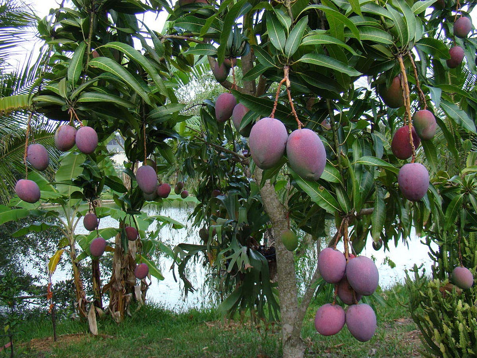 Black Mango Plant for Sale | Buy Mango Atkins Online | Tommy Mango for Sale