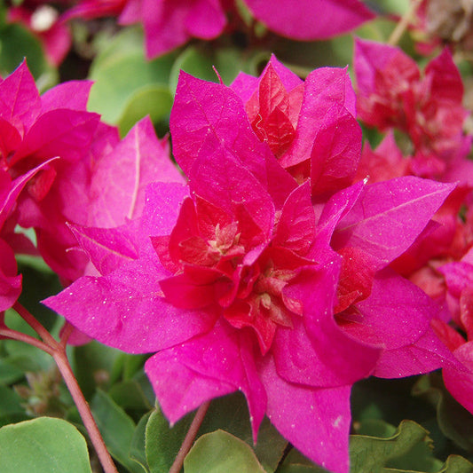 Pink Bougainvillea for Sale | Buy Bougainvillea Plant Online | Bougainvillea Tree for Sale