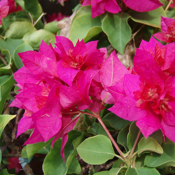 Bougainvillea Dark Pink Double - Creepers & Climbers