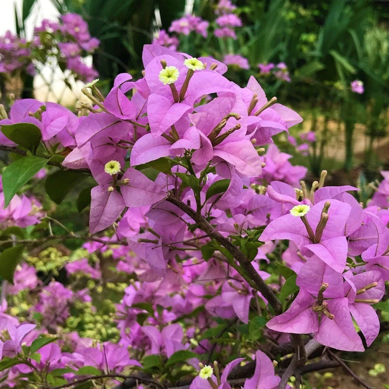 Bougainvillea Glabra (Formosa) Plant for Sale | Buy Bougainvillea Glabra Online