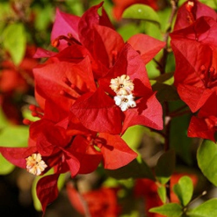 Bougainvillea red - Flowering shrubs