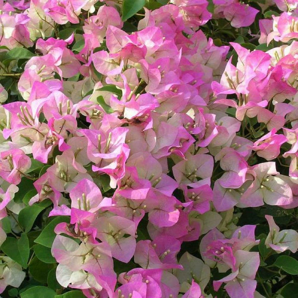 Bougainvillea Pink And White - Creepers & Climbers