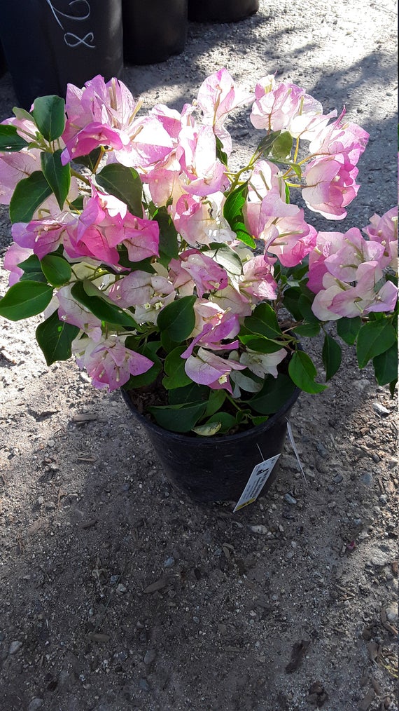 Pink and White Bougainvillea Plant for Sale | Buy Bougainvillea Online | Creepers and Climbers