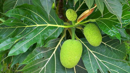 BreadFruit Plant for Sale | JackFruit Tree for Sale | Buy Panasa Online