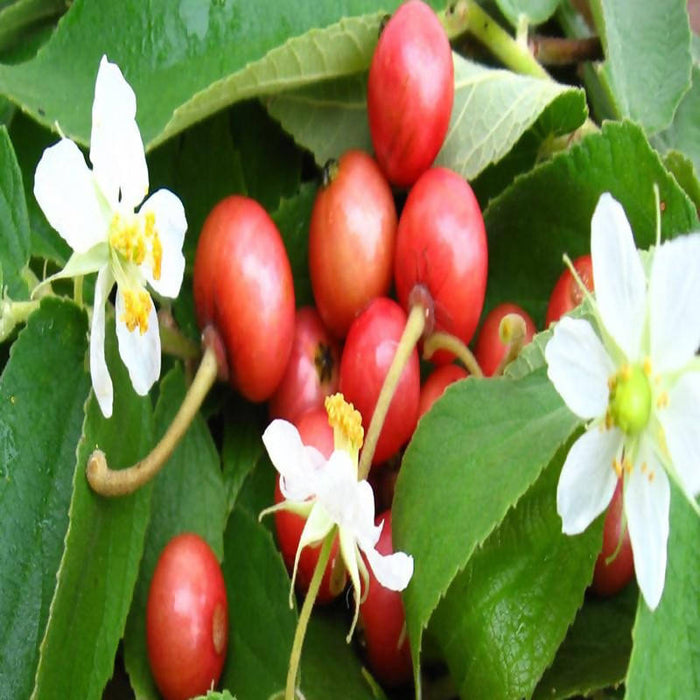 Singapore Cherry/Jamaica Cherry - Fruit Plants & Tree