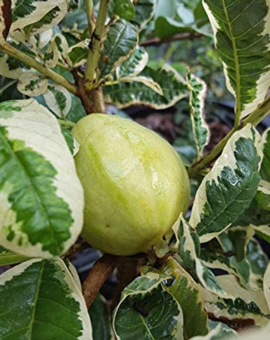 Guava Variegata | Grafted Guava Plants | Guava Tree for Sale | Buy Guava Plants Online | Guava Fruit Tree Near me | Guava Plant Price
