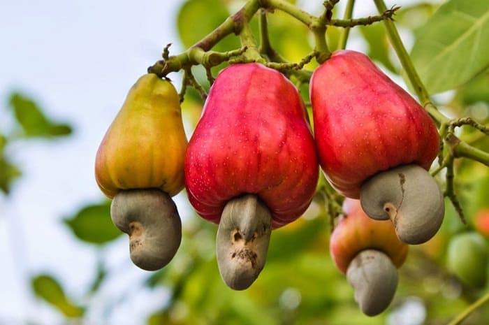 Cashew plant for sale | Cashew nut fruit tree | Kaju plant online | Buy Cashew Nut Tree Grafted