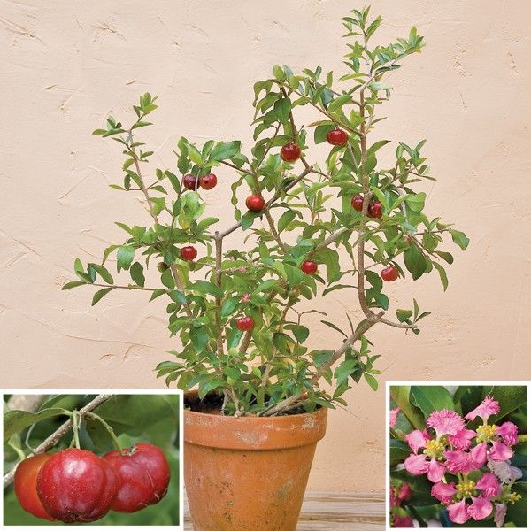 Barbados Cherry Tree for Sale Buy Barbados Cherry Plant Online