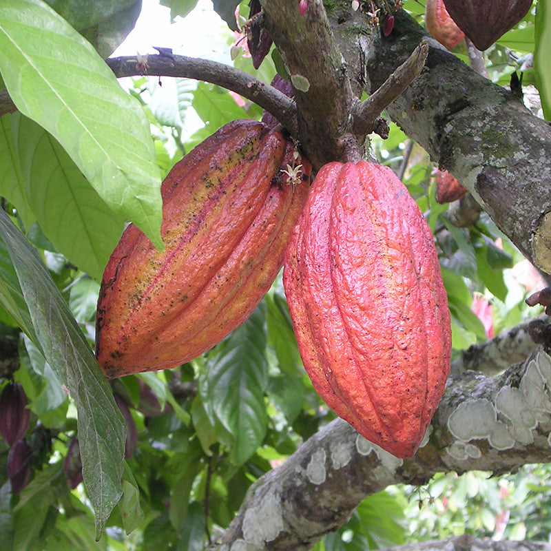 Cocoa Plant | Cacao Plant for Sale | Cocoa Fruit Tree | Buy Cocoa Plant Online | Chocolate Fruit Plant for Sale