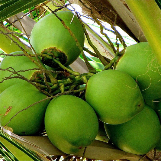 Coconut hybrid tree | Coconut tree for sale | Buy hybrid coconut plant tree online | Fruit plant for sale