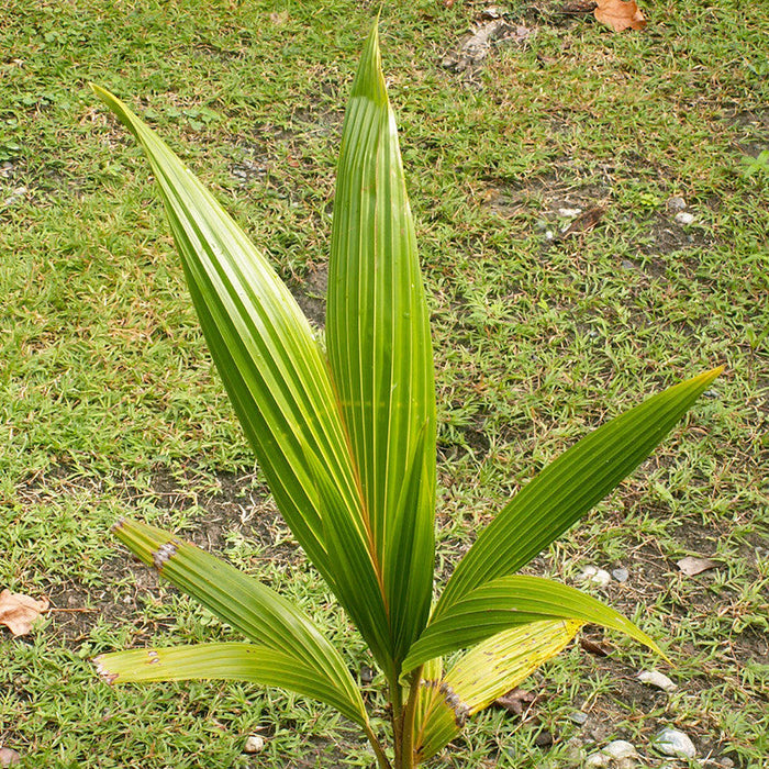 Coconut-Hybrid- Fruit Plants & Tree