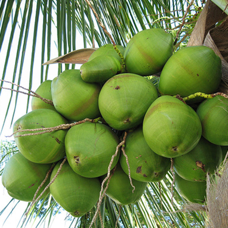 Gangabondam coconut tree Coconut tree for sale Buy coconut palm