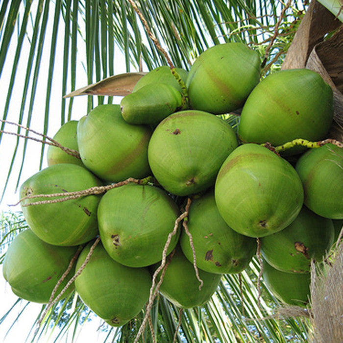 COCONUT - GANGA BONDAM - Fruit Plants