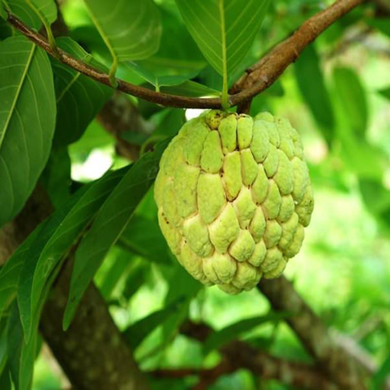 Custard Apple plant for sale | Buy Gold Custard Apple tree | Custard Apple plant Grafted | Fruit Plant & Tree for sale