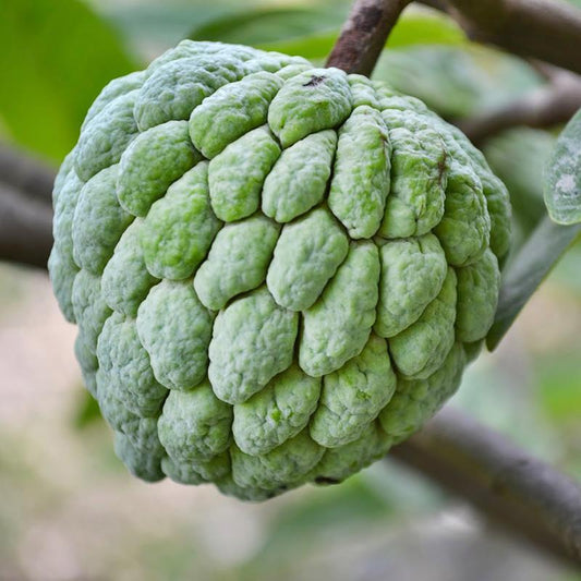 Custard Apple plant for sale | Buy Custard Apple tree | Custard Apple plant Grafted | Fruit Plant & Tree for sale