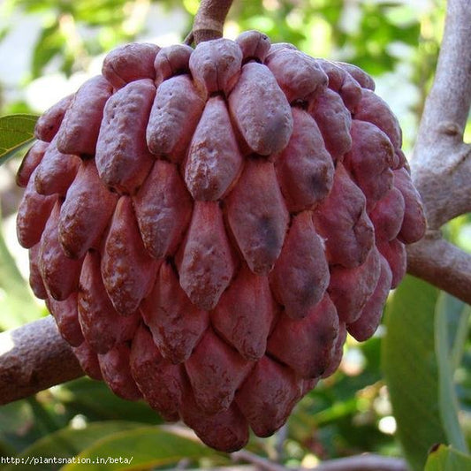 Red Custard Apple plant for sale | Buy Custard Apple tree | Custard Apple plant Grafted | Fruit Plant for sale