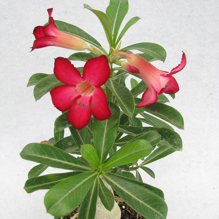 Red Adenium Plant for Sale Online - Flowering Plants
