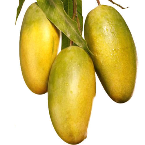 Mango Dasheri(Grafted) - Fruit Plants & Tree