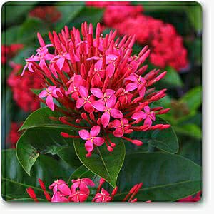 Ixora Desi Pink - Flowering Shrub