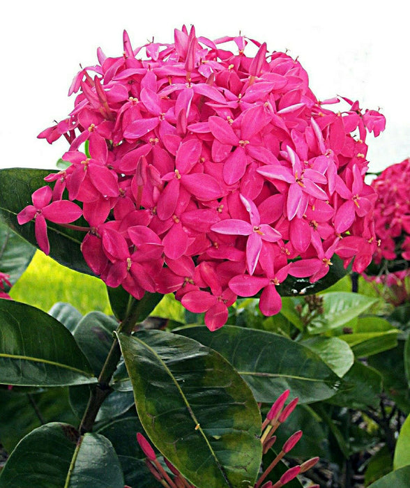 Ixora Desi Pink - Flowering Shrub