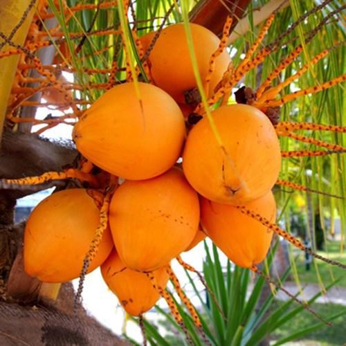 Ceylon Orange Coconut Tree | Coconut tree for sale | Buy orange coconut plant tree online | Fruit plant for sale