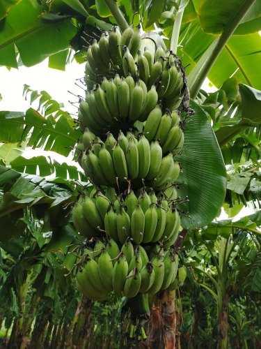 Amruthapani Banana Plants for Sale | Buy Banana Tree Online | Fruit Plants for Sale