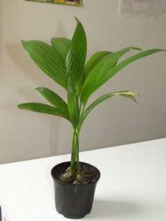 Arecanut/Betel Nut Dwarf(Mohitnagar) - Plantation Plants