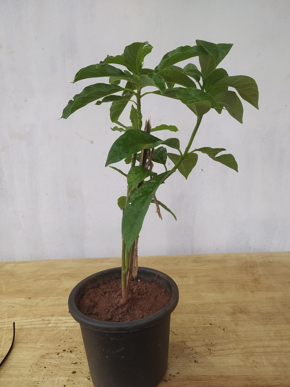 Grafted Avocado for Sale | Buy Avocado Online | Bulk Avocados for Sale