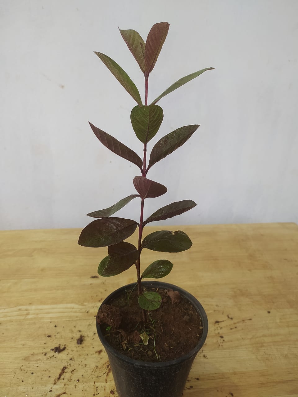 Black guava plant | Guava tree black | Buy black guava fruit plant | Guava plant price near me