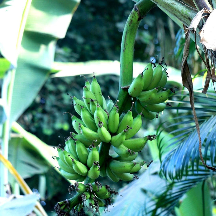 Chakkrakeli Banana Plant for Sale | Buy Banana Tree Online | Fruit Plants Near me
