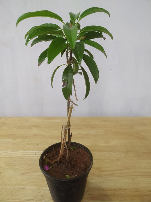 Pala Chikoo Plant for Sale | Chikoo Fruit Tree | Buy Chikoo Online | Pala Sapota Fruit Plant for Sale
