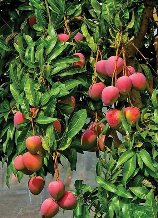 Mango Palmer(Grafted) - Exotic Fruit Plants