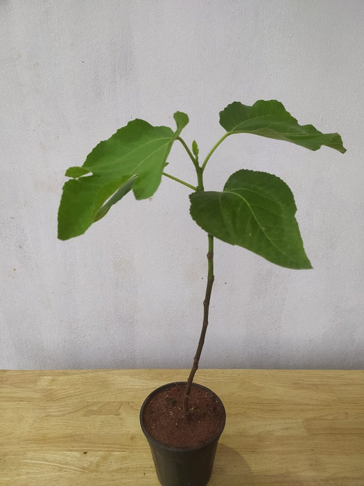 Fig trees for sale | Anjeer plant | Fig plant | Buy fig tree | Fig plants online | Fig Puna tree plant for sale